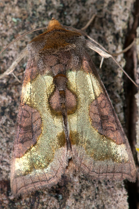 Falena da identificare